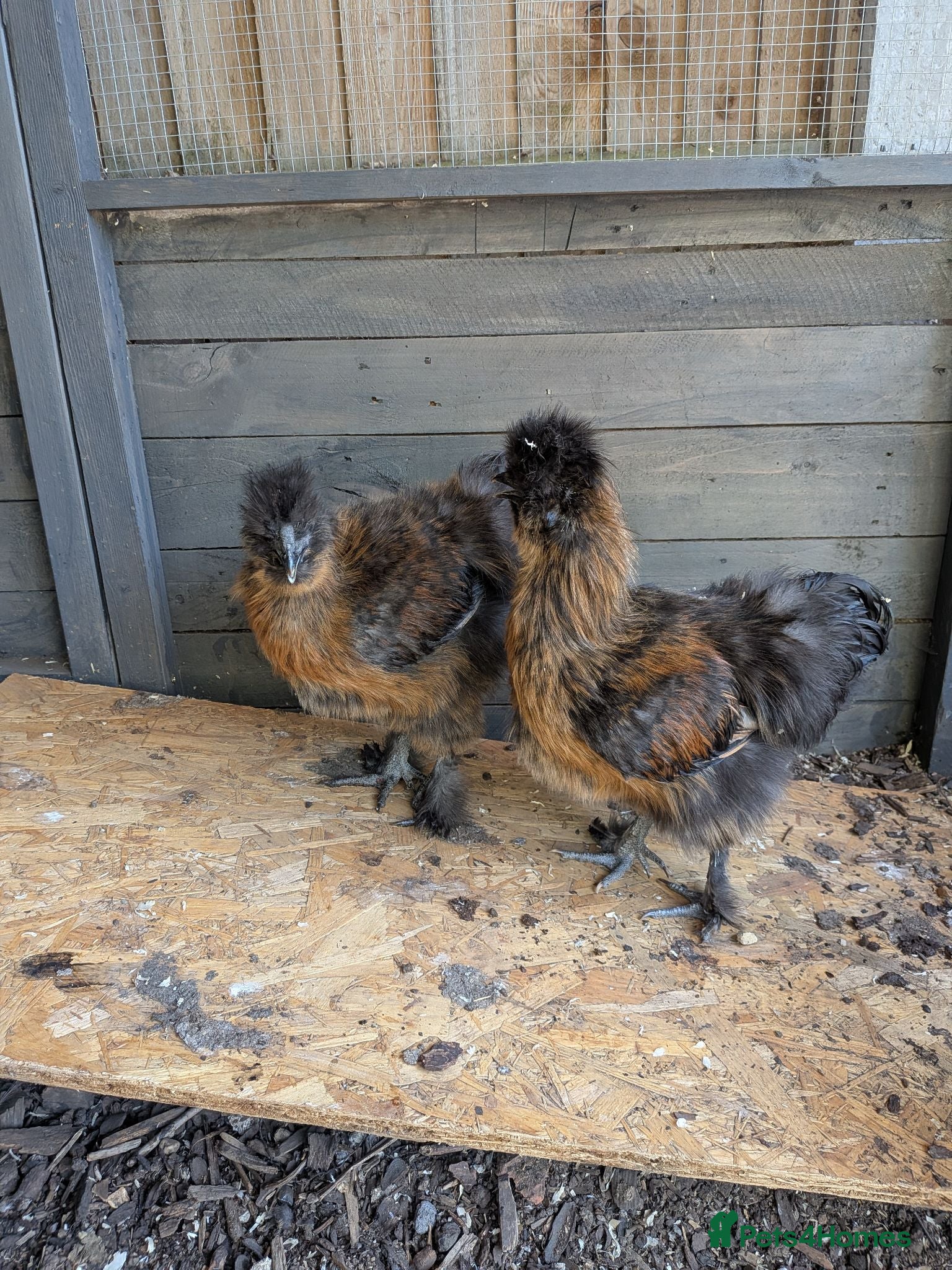 Chickens poultry 2 lovely Silkie cockerels - Advert 1