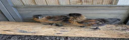 Chickens poultry for sale: 2 lovely Silkie cockerels in Ashford - Advert 1