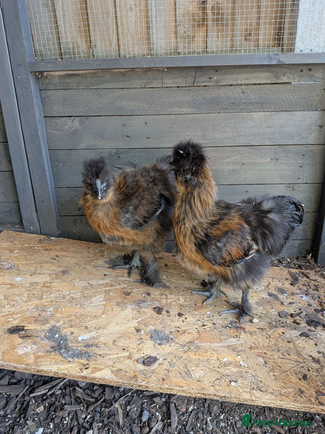 Chickens poultry for sale: 2 lovely Silkie cockerels in Ashford - Advert 1