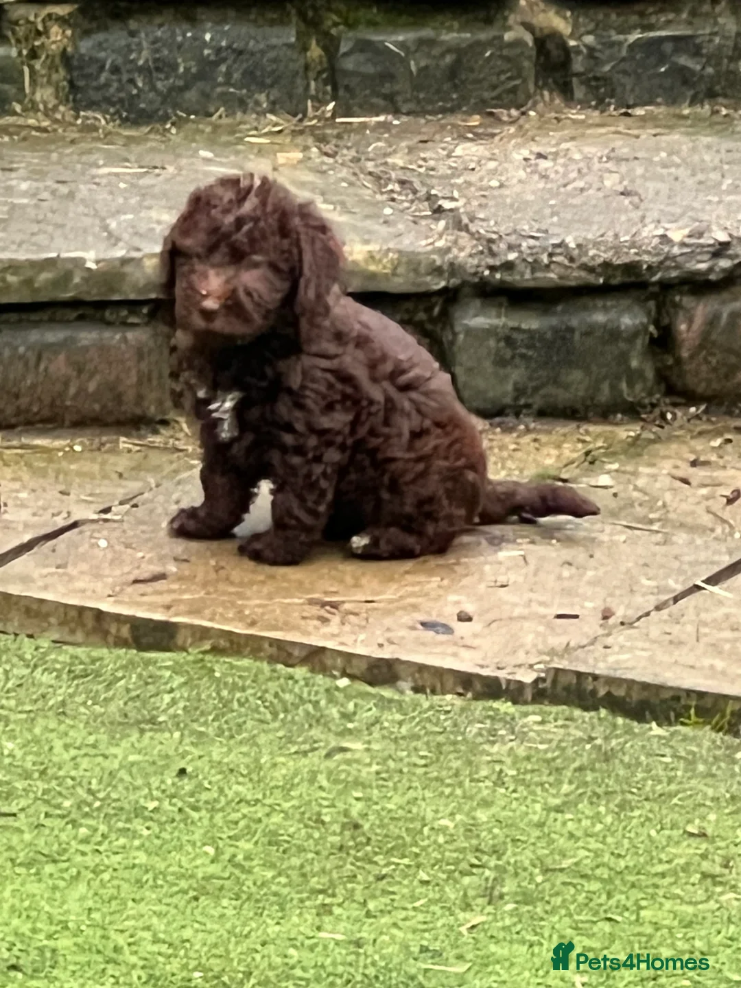 Bedlington Terrier dogs for sale: Bedlington terrier puppies ☺️ - Advert 3
