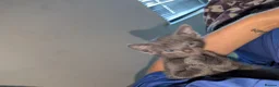 Mixed Breed cats for sale: Mixed Breed Bengal Kittens - Advert 4