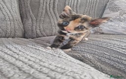 Mixed Breed cats for sale: Beautiful kittens  - Image 7