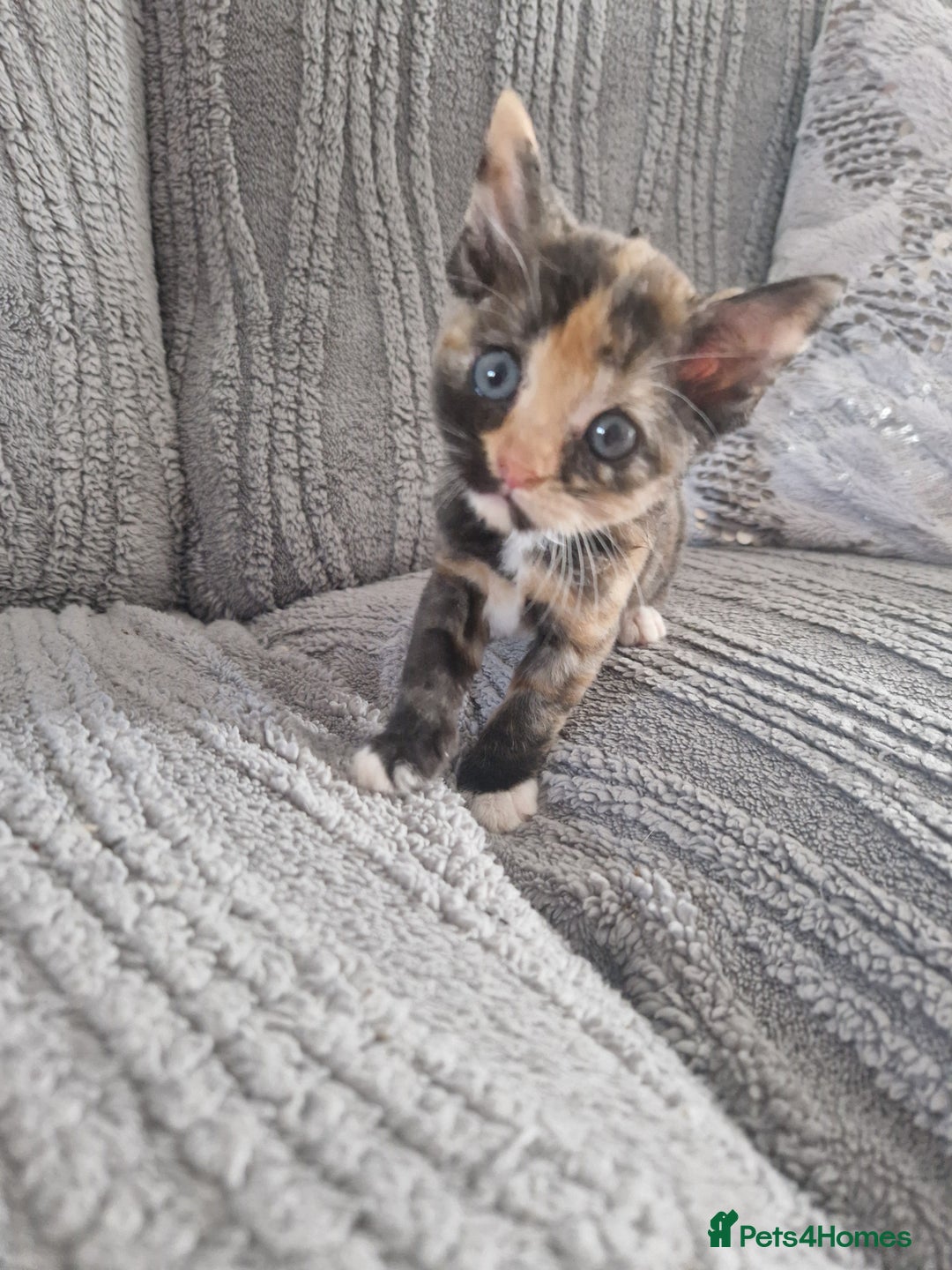 Mixed Breed cats for sale: Beautiful kittens  - Image 7