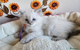 Ragdoll cats for sale: Registered male Ragdoll kittens  - Image 21