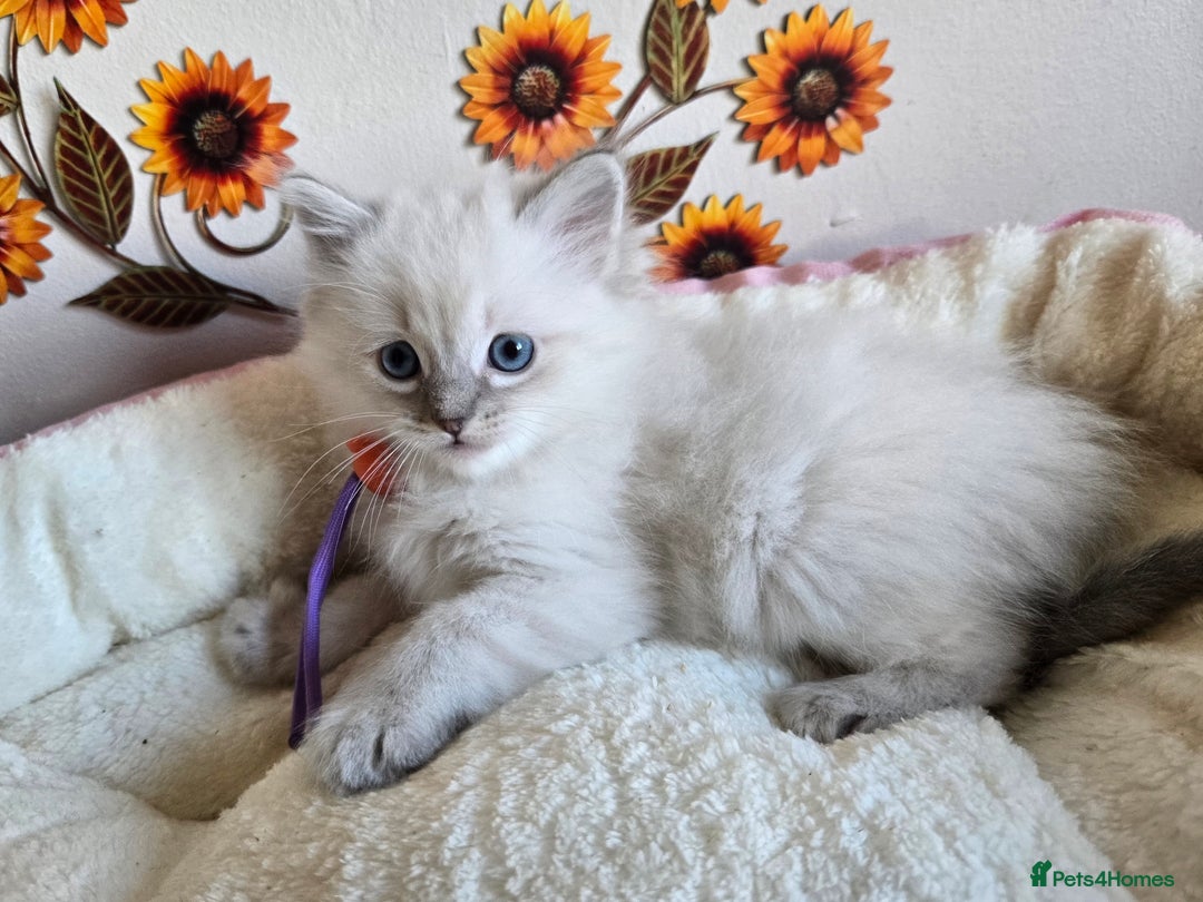 Ragdoll cats for sale: Registered male Ragdoll kittens  - Image 21