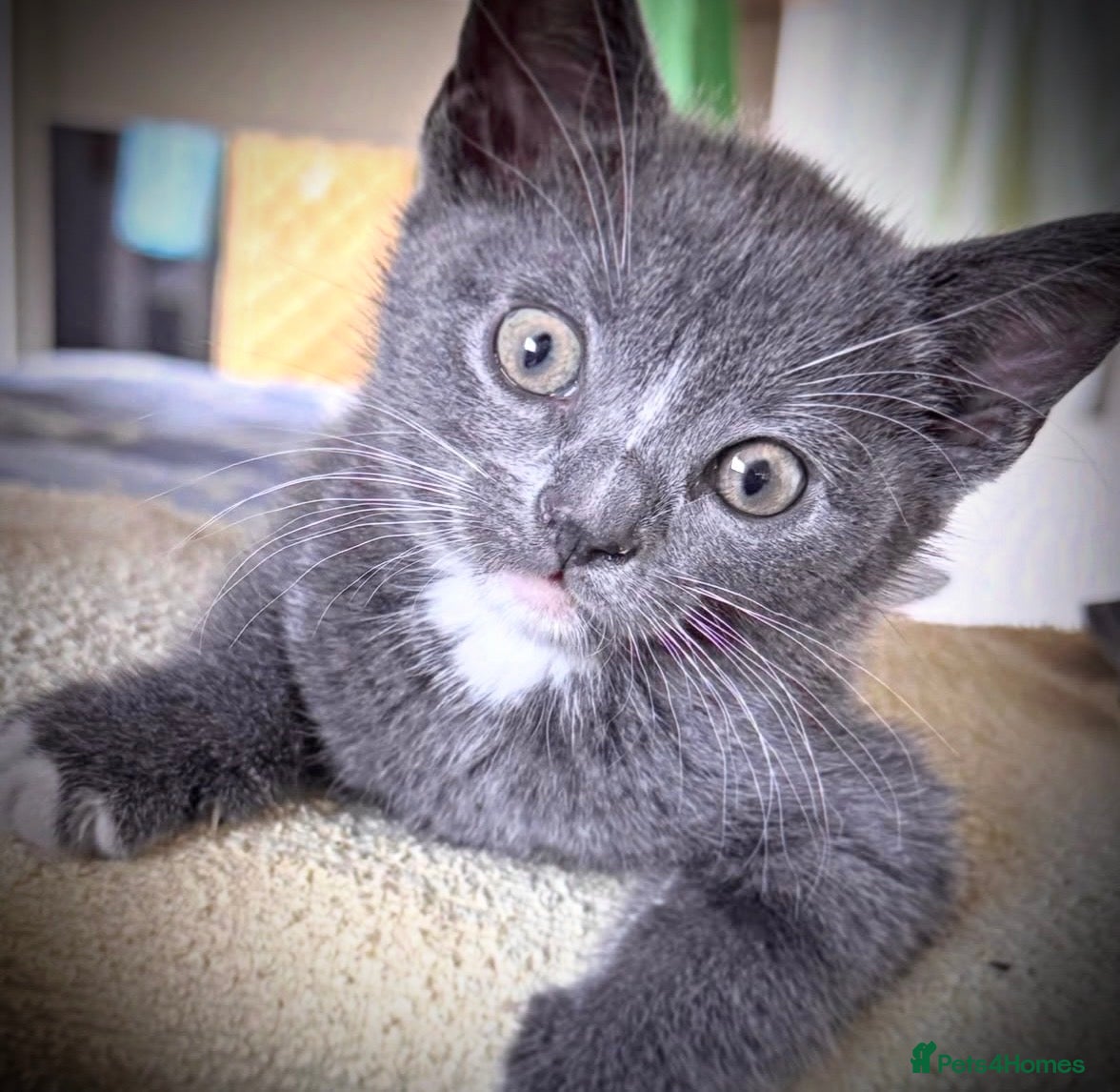 Mixed Breed cats READY NOW 🍀Bombay cross Turkish Van kittens ! - Advert 14
