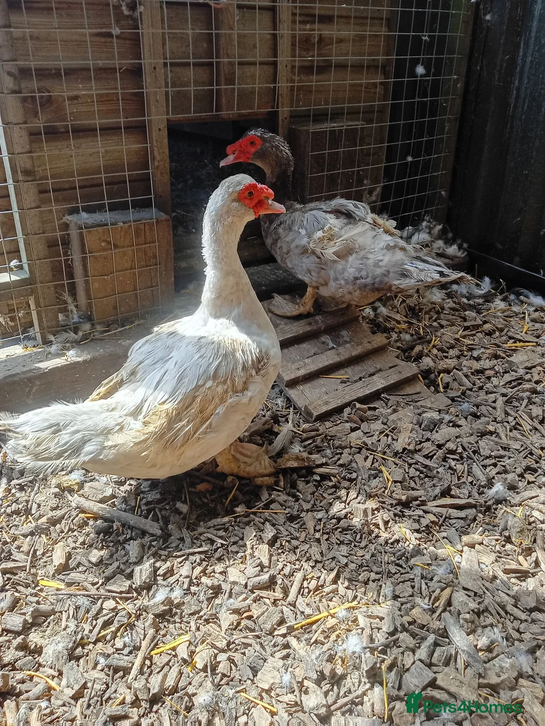 Ducks poultry for sale: Selection of 4 Muscovy drakes in Towcester - Advert 1