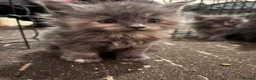 Maine Coon cats for sale: Full Maincoon kittens  in Bolton - Advert 10