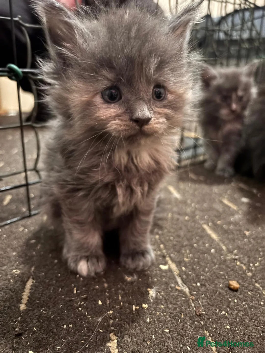 Maine Coon cats for sale: Full Maincoon kittens  - Advert 2