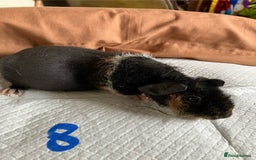 Guinea Pig rodents for sale: Well handled skinny pigs.  - Image 15