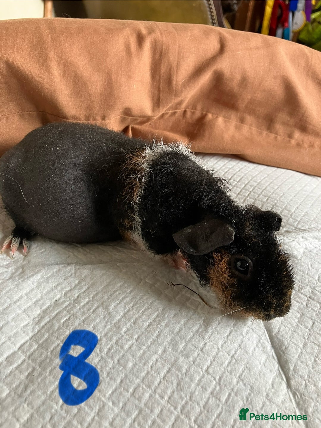 Guinea Pig rodents for sale: Well handled skinny pigs.  - Image 15