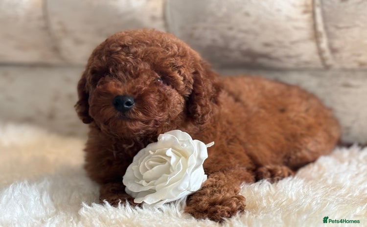 Toy Poodle dogs - Advert 2