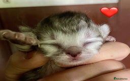 Siberian cats for sale: Hypoallergenic, fluffy, purebred healthy Siberians - Image 13
