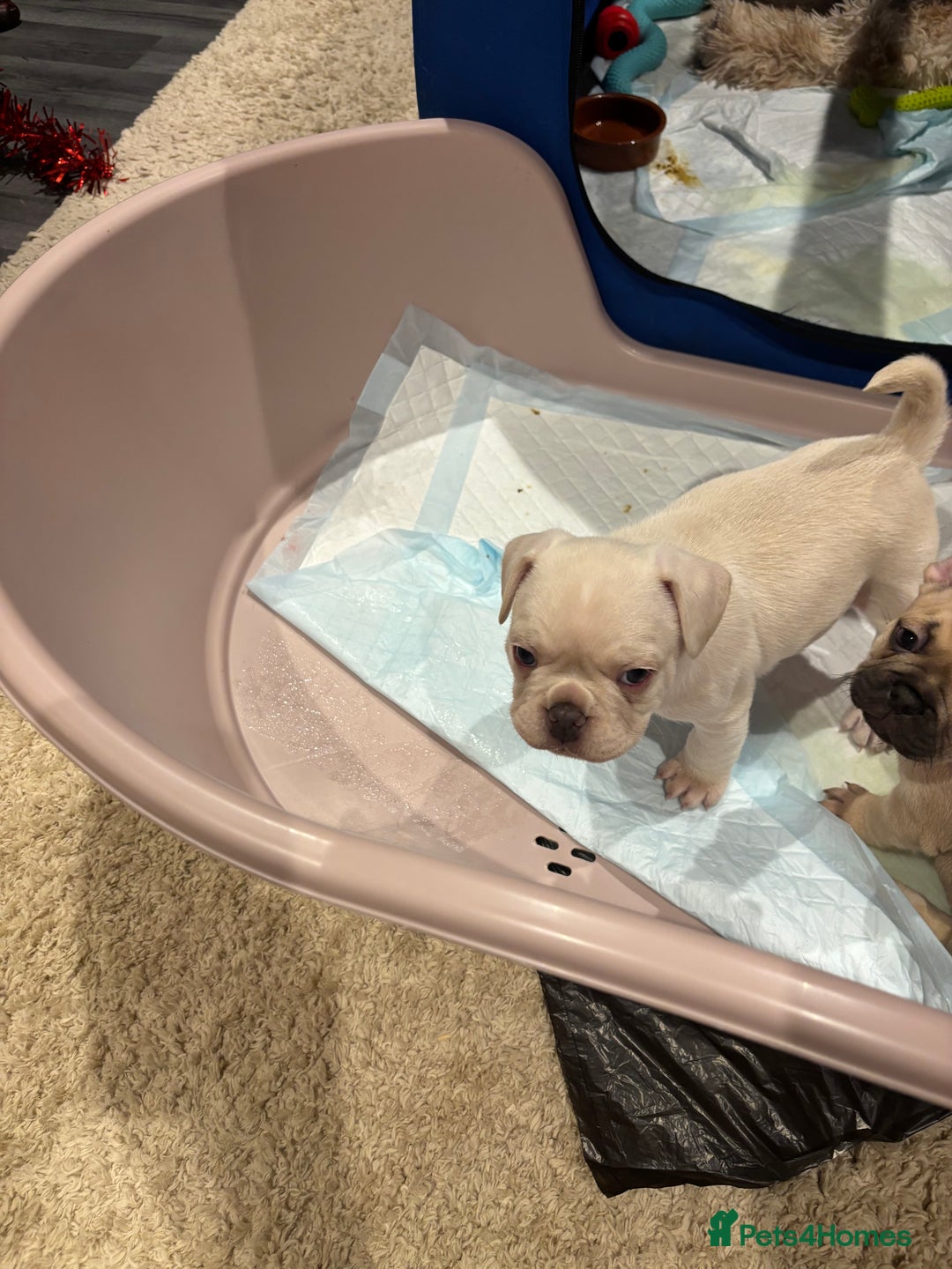 Frug dogs for sale: Frug cross Pug baby boy  - Advert 13