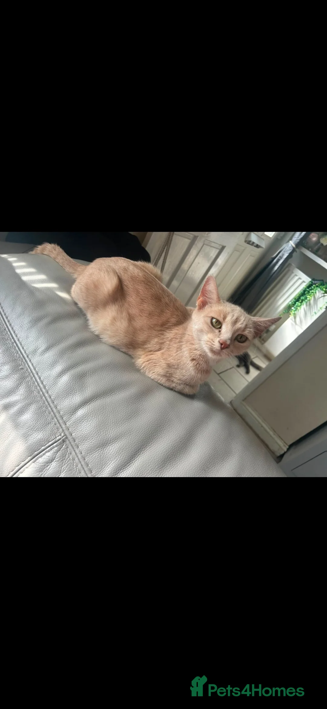 Mixed Breed cats for sale: Beautiful mixed bsh cream/ginger kittens 💕 - Advert 2
