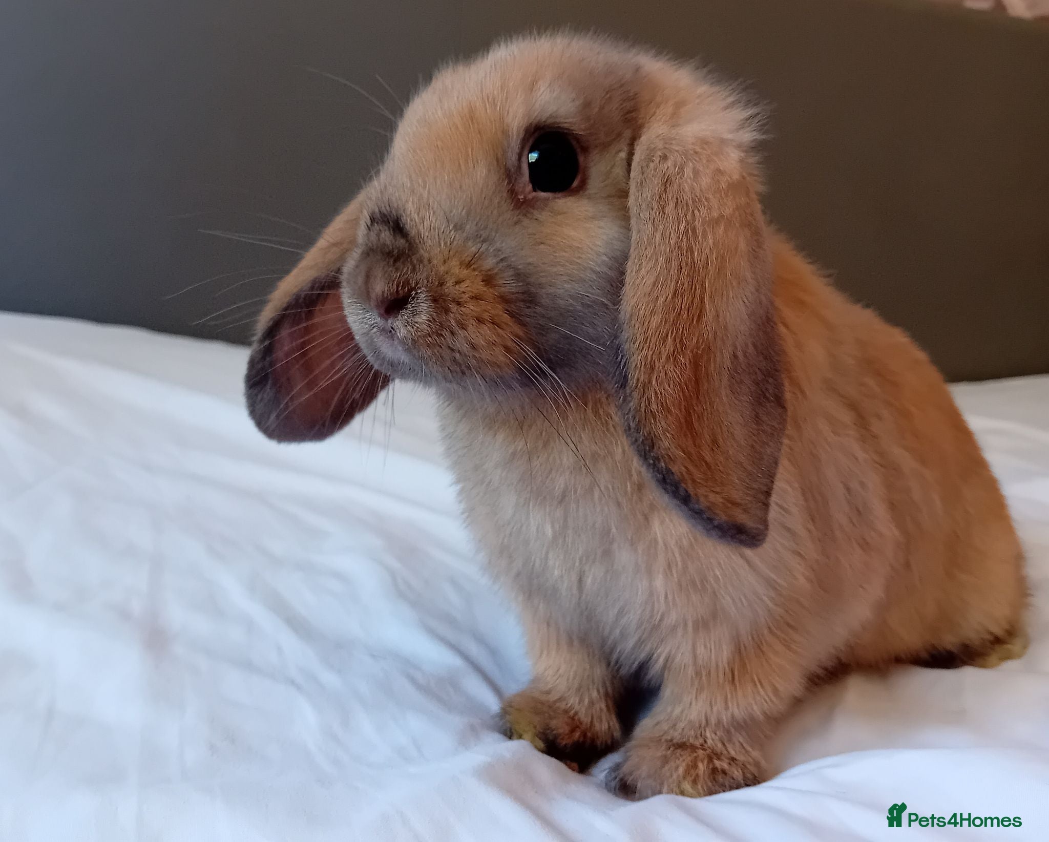 Mini Lop rabbits Female mini Lops 10 weeks  - Advert 4