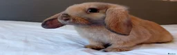 Mini Lop rabbits for sale: Female mini Lops 10 weeks  - Advert 1