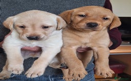 Labrador Retriever dogs for sale: Labrador Pups from Health Tested Parents. - Image 1