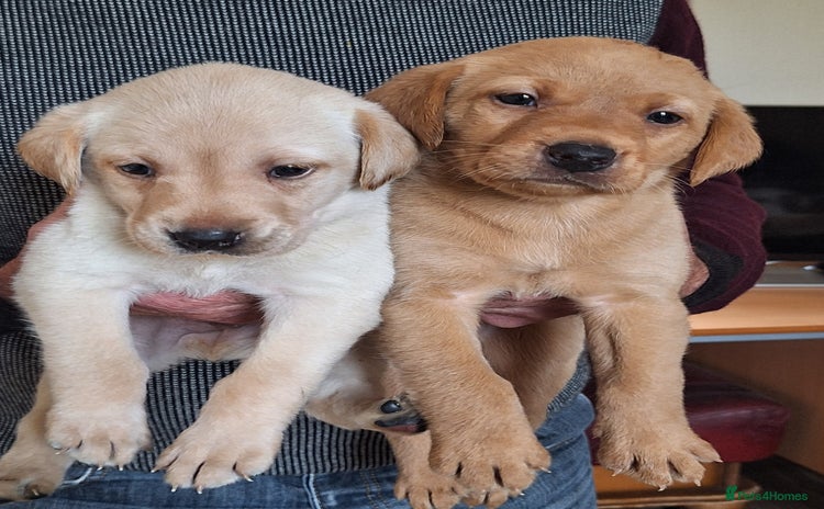 Labrador Retriever dogs - Advert 8