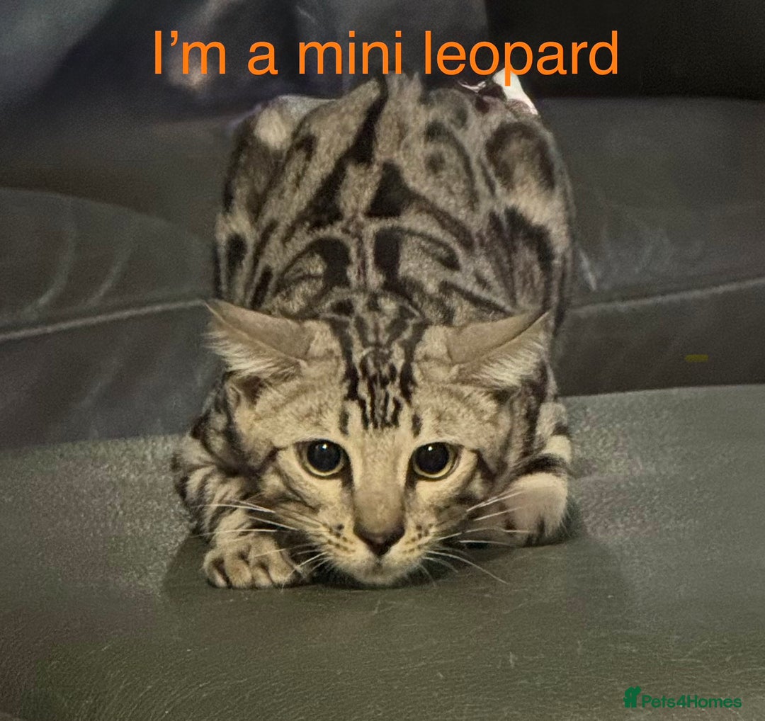 Bengal cats for sale: Ready mid March. Stunning TICA-registered Bengals  - Advert 2