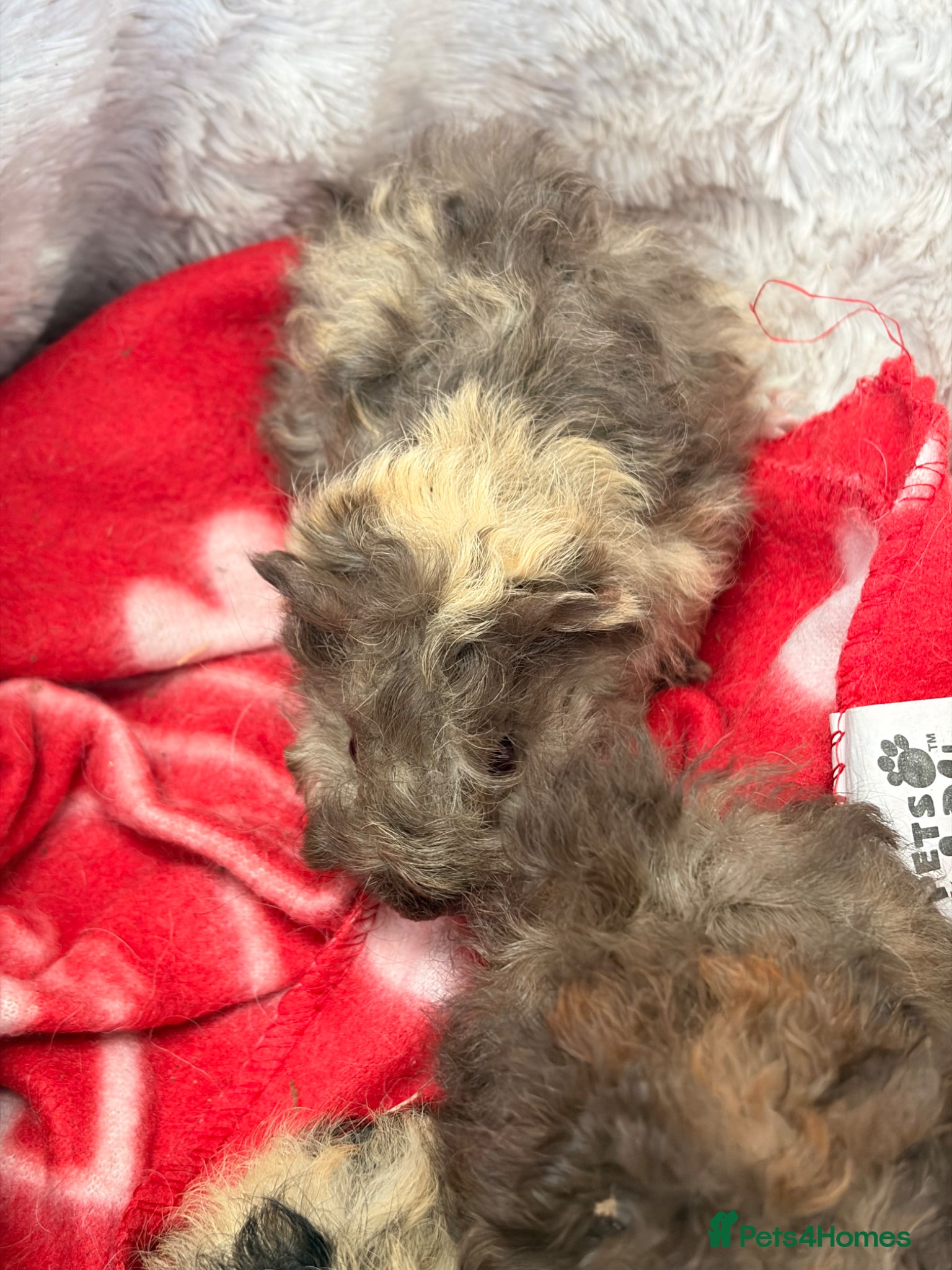 Guinea Pig rodents for sale: BEAUTIFUL BABY BOY GUINEA PIGS - Advert 22