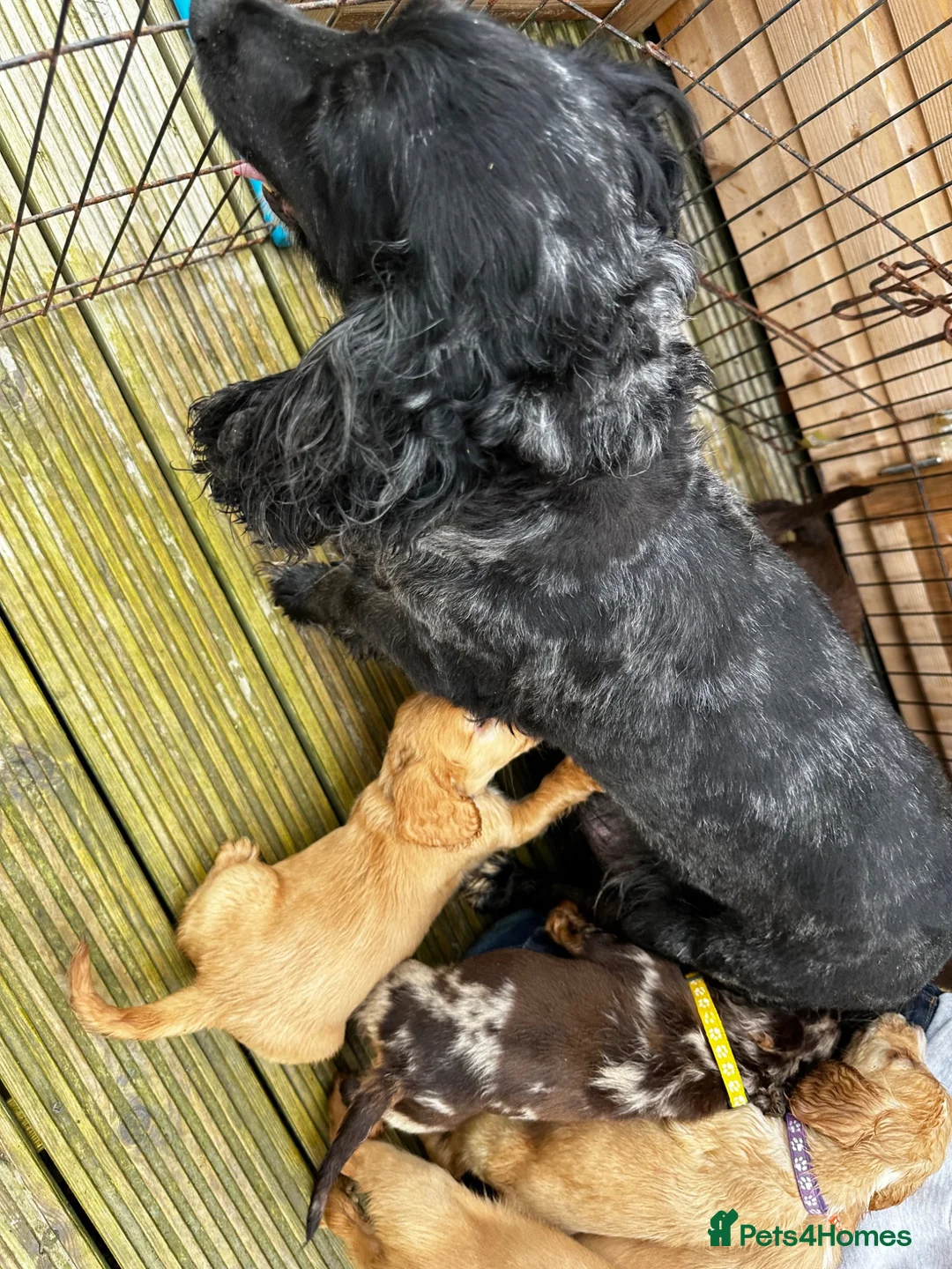 Cocker Spaniel dogs for sale: Ready now cocker spaniel  - Advert 10