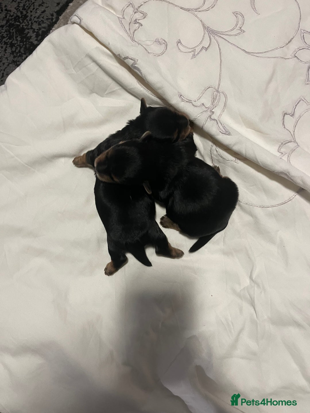 Yorkshire Terrier dogs for sale: 2 Yorkie pedigree boys  - Image 10