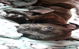 Staffordshire Bull Terrier dogs for sale: Gorgeous chunky male staffys - Image 7