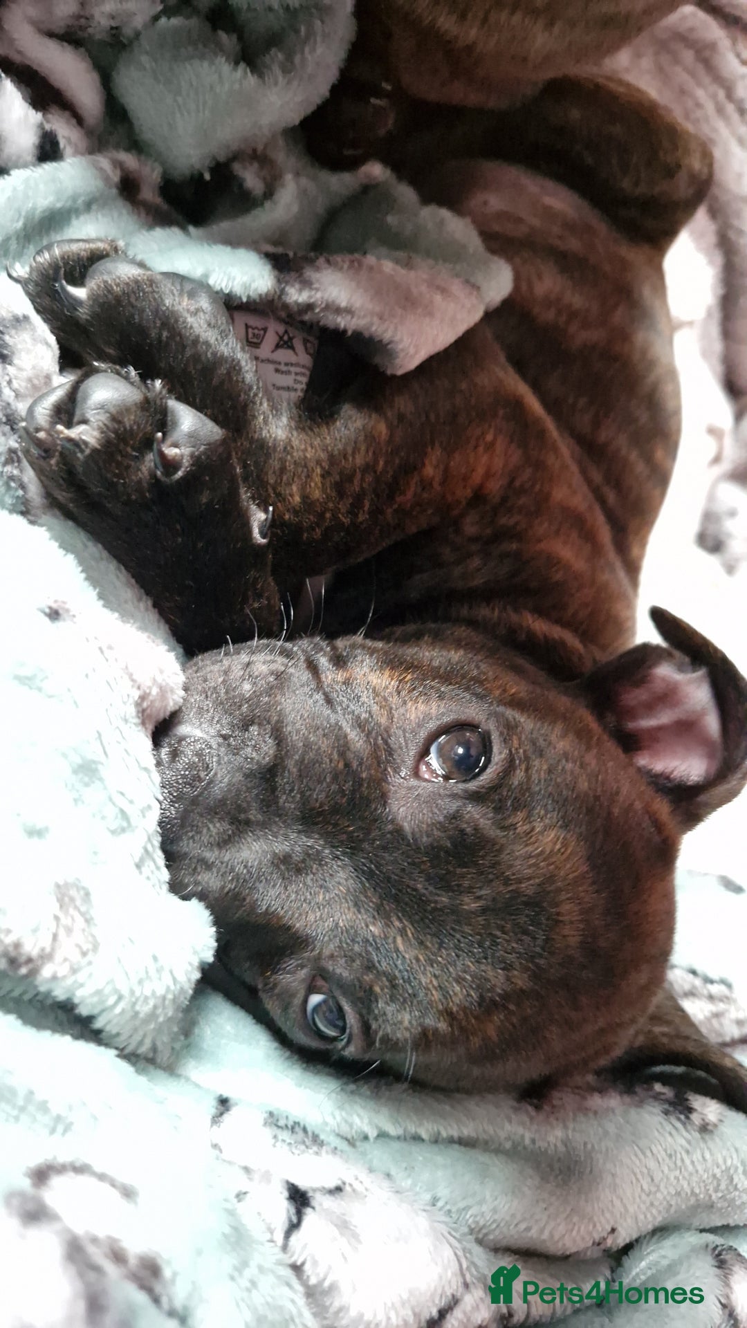 Staffordshire Bull Terrier dogs for sale: Gorgeous chunky male staffys - Image 7