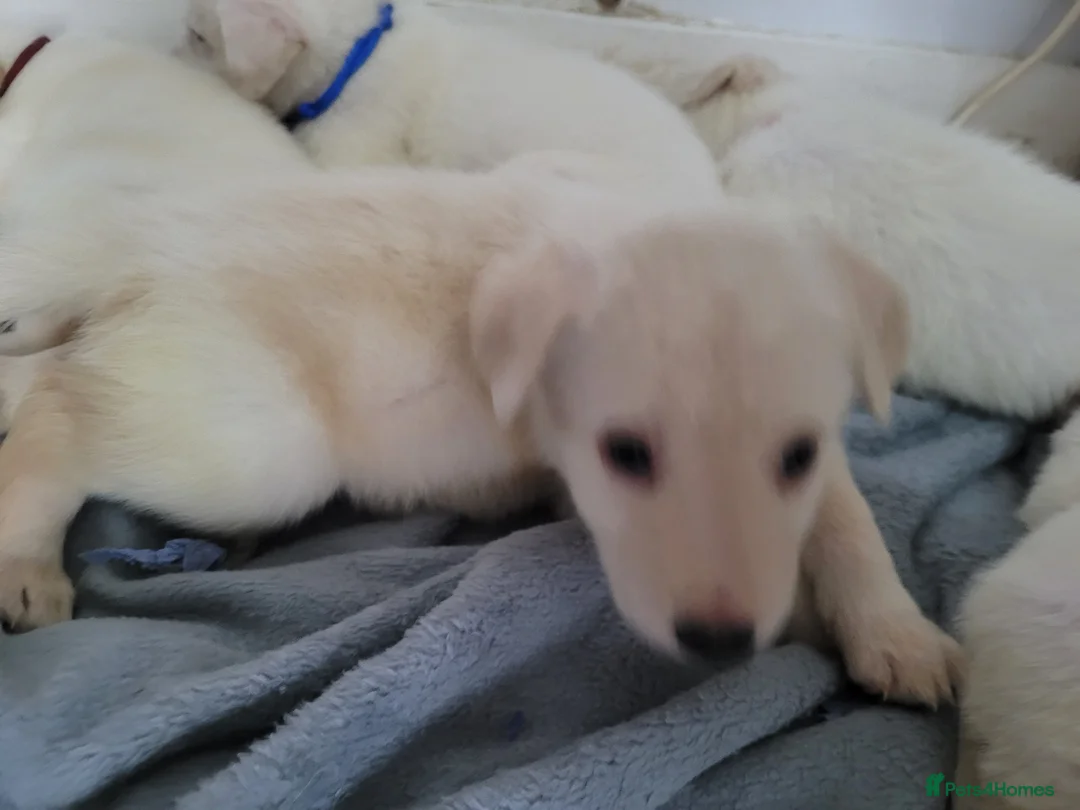 Mixed Breed dogs for sale: Golden shepherd - Advert 5