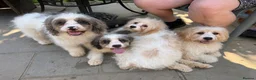 Cavapoo dogs for sale: 4 adorable cavapoo puppies - Advert 2