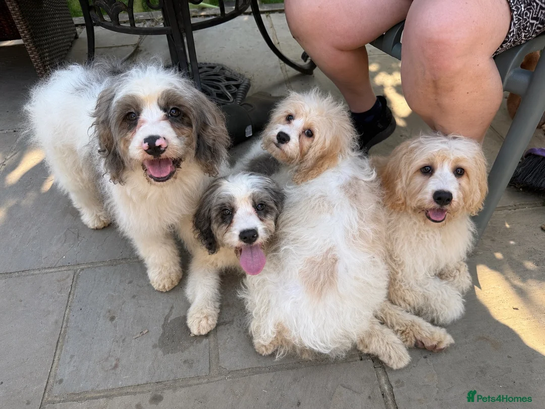 Cavapoo dogs for sale: 4 adorable cavapoo puppies - Advert 2