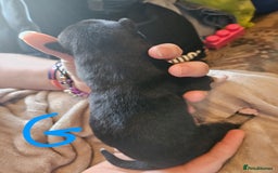 Huskita dogs for sale: Husky x akita puppys - Image 11