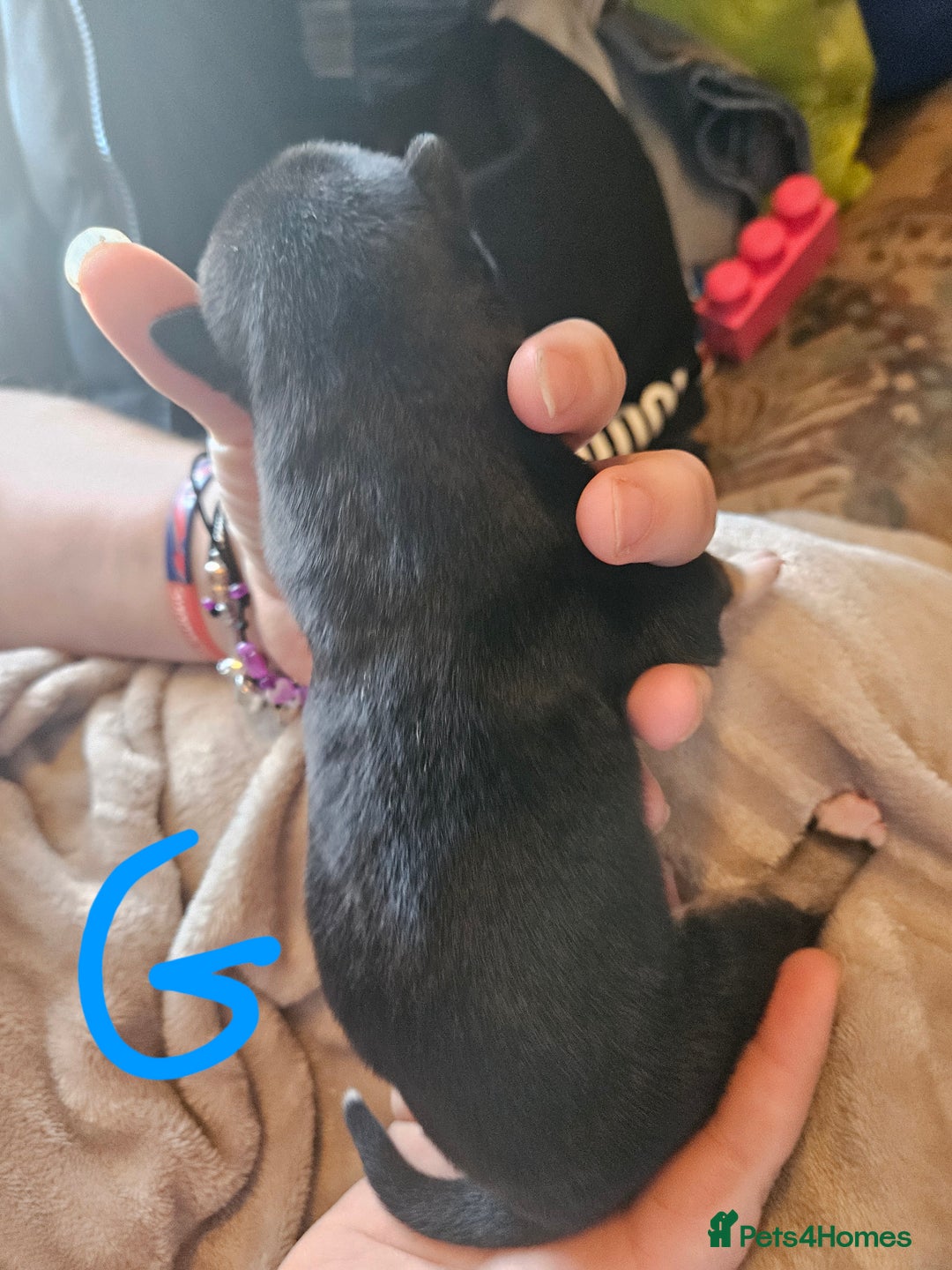 Huskita dogs for sale: Husky x akita puppys - Image 11