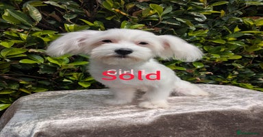 Maltese dogs - Advert 7