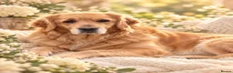 Golden Retriever dogs for sale: Golden Retriever Puppies - Advert 1
