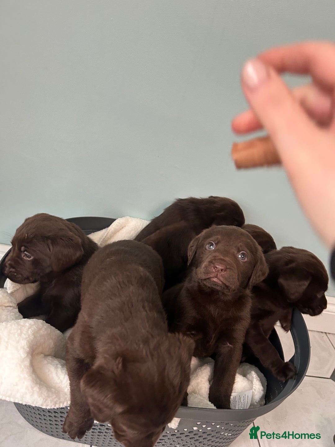 Labrador Retriever dogs for sale: Chunky chocolate Labrador puppies - Advert 4