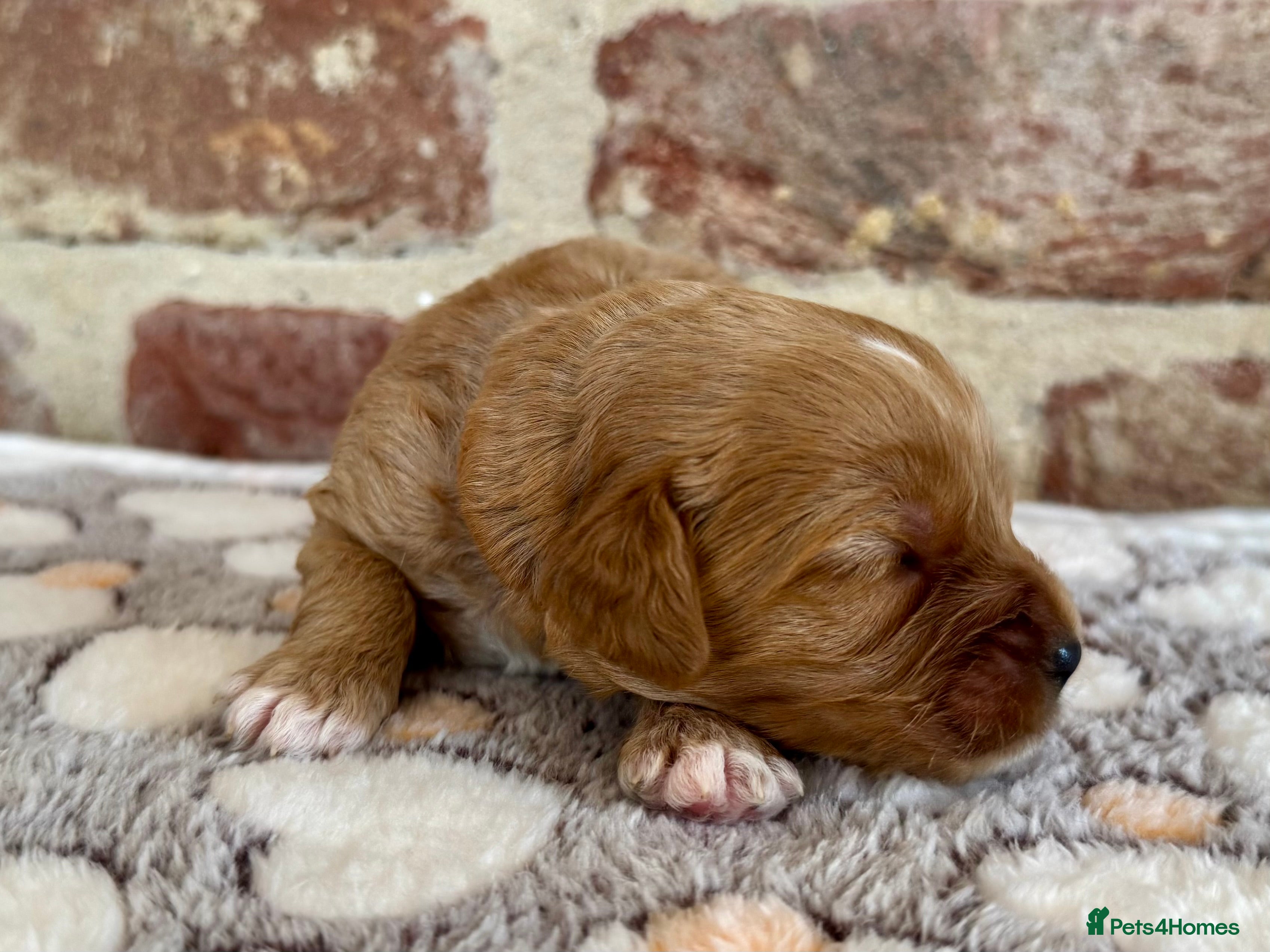 Cavapoo dogs F1 cavapoo males 💙💚 - Advert 2