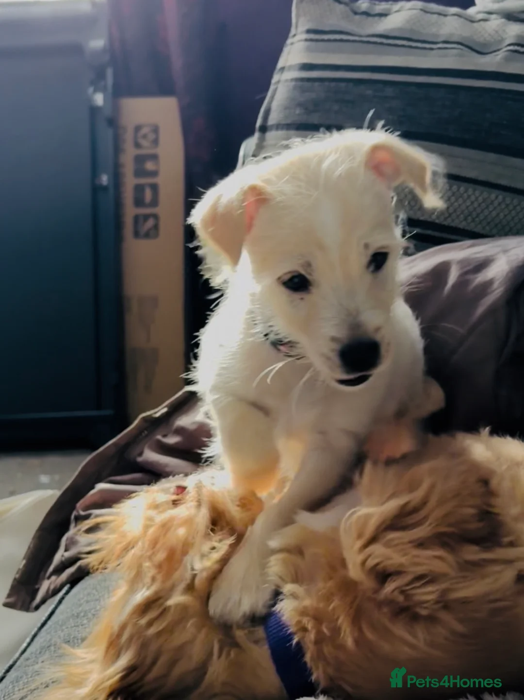 Mixed Breed dogs for sale: Jack Russel x Yorkshire terrier male - Advert 2