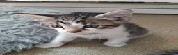 Mixed Breed cats for sale: Gorgeous Bengal x kittens for sale. - Advert 4