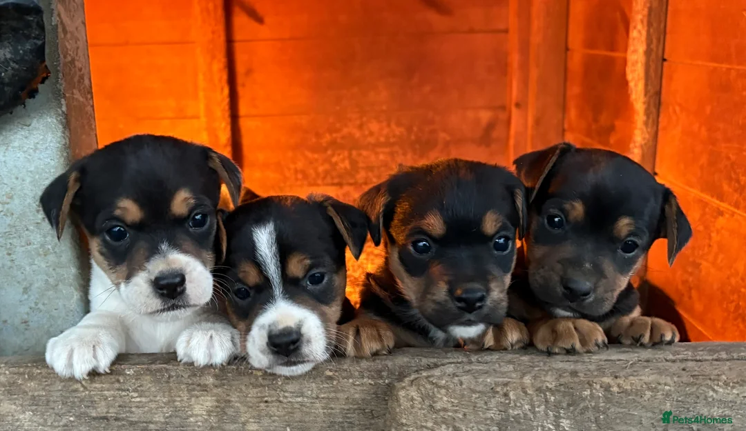 Jack Russell dogs for sale: Gorgeous Jack Russell puppies  - Advert 2