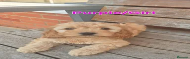 Cockapoo 6 (Purple)