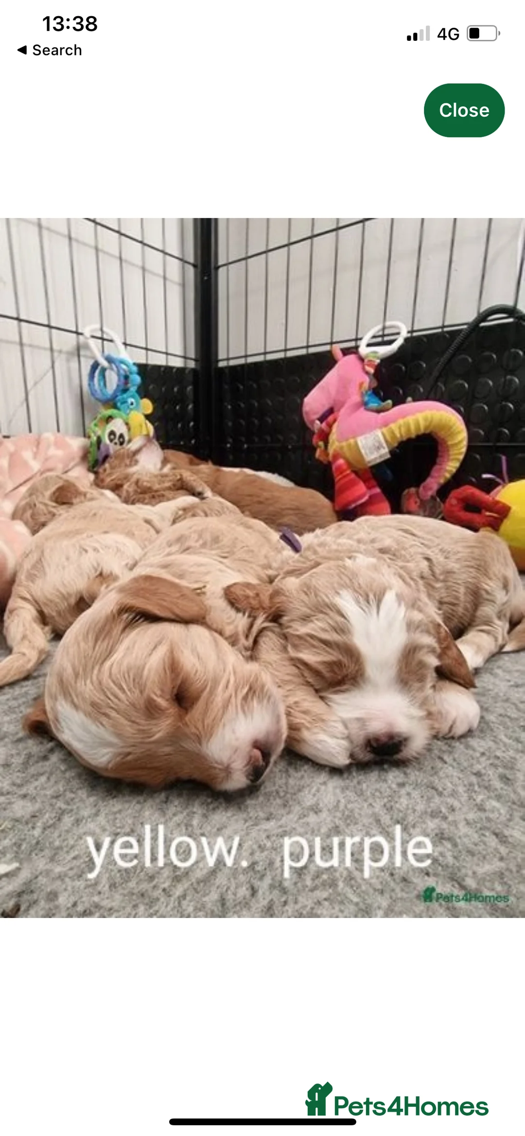 Goldendoodle dogs for stud: Australian Double Doodle Stud PROVEN  in Bolton - Advert 14