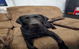 Labrador Retriever dogs for sale: Chunky cute lab pups for sale - Image 31