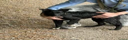 Border Collie dogs for stud: Stud dog bc  - Advert 4