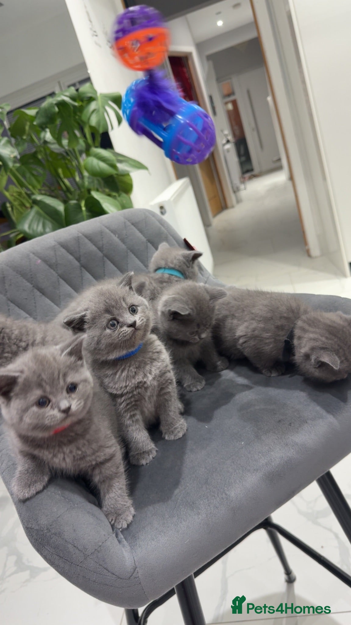 British Shorthair cats     Blue British Shorthair Kittens Available Now - Advert 1
