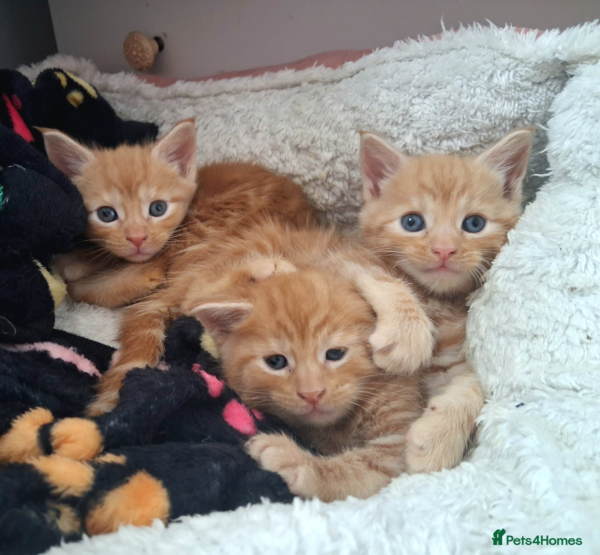 Maine Coon cats 4 purebreed maincoon babies  - Advert 6