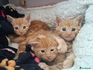 Maine Coon cats 4 purebreed maincoon babies - Advert 6