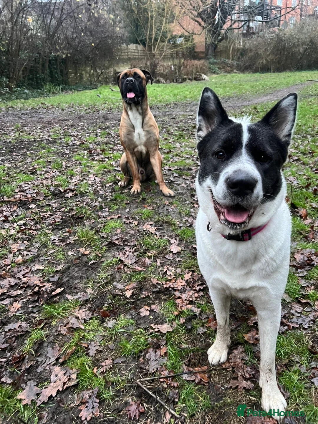 Cane Corso dogs for stud: M cane corso available for stud in London - Advert 2