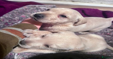 Labrador Retriever dogs - Advert 6